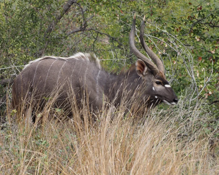 african antelope